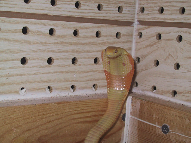 Mon Cobra2.JPG [95 Kb]